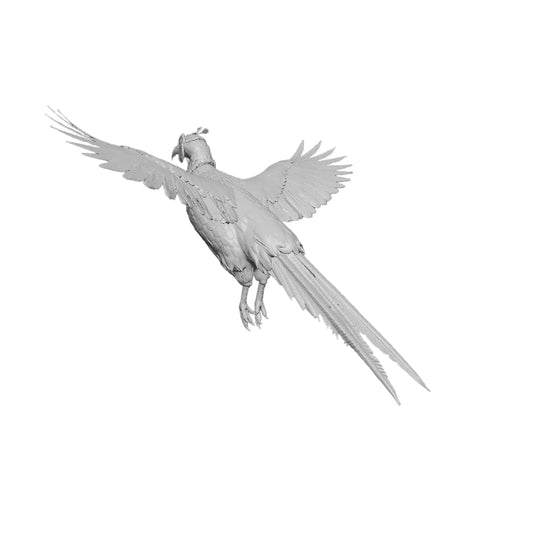 Pheasant rooster in flight
