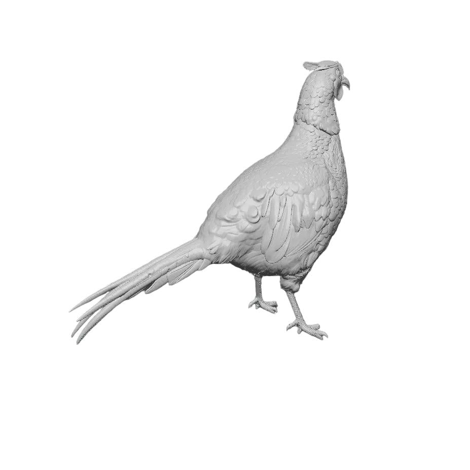 Fasanenmännchen stehend