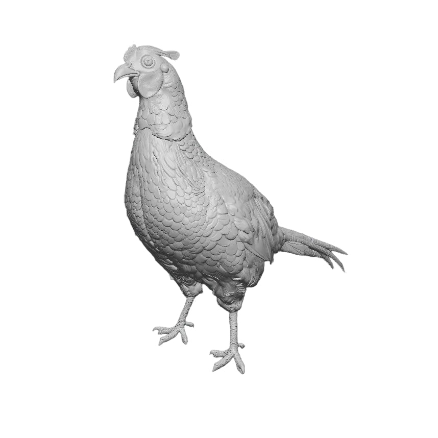 Standing rooster pheasant