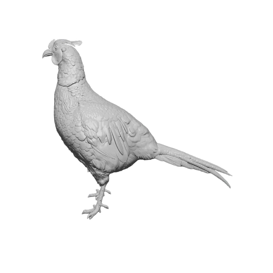 Standing rooster pheasant